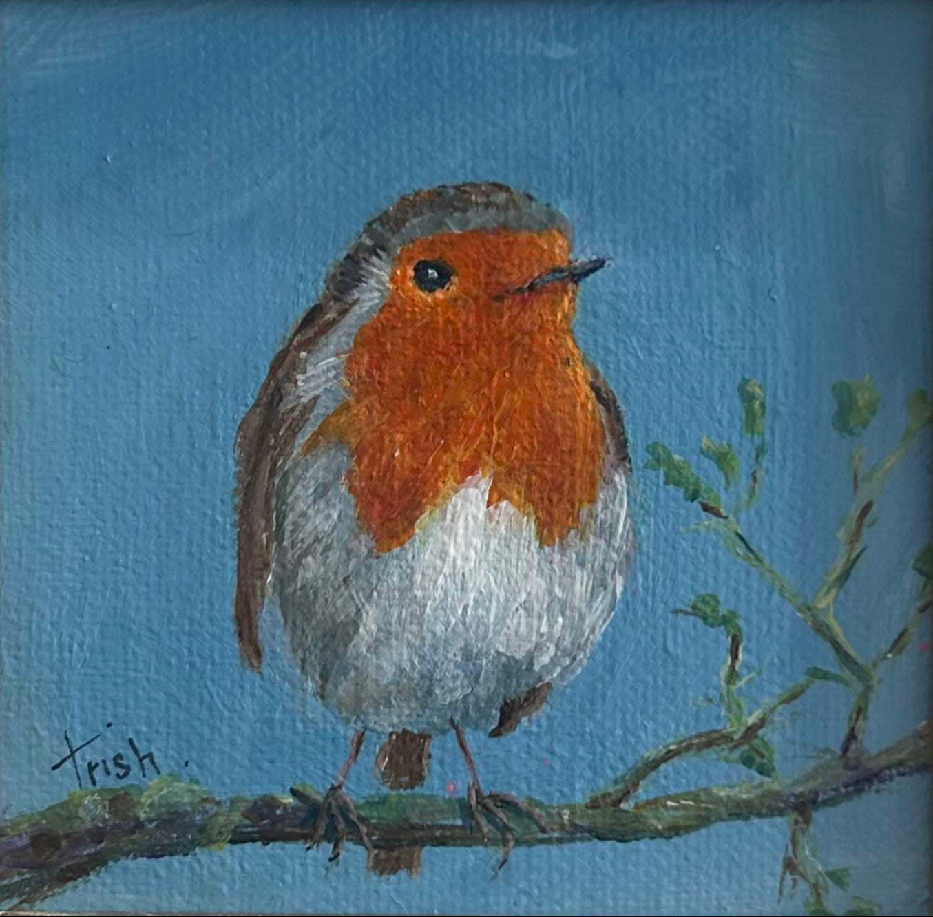 Jackies' Robin