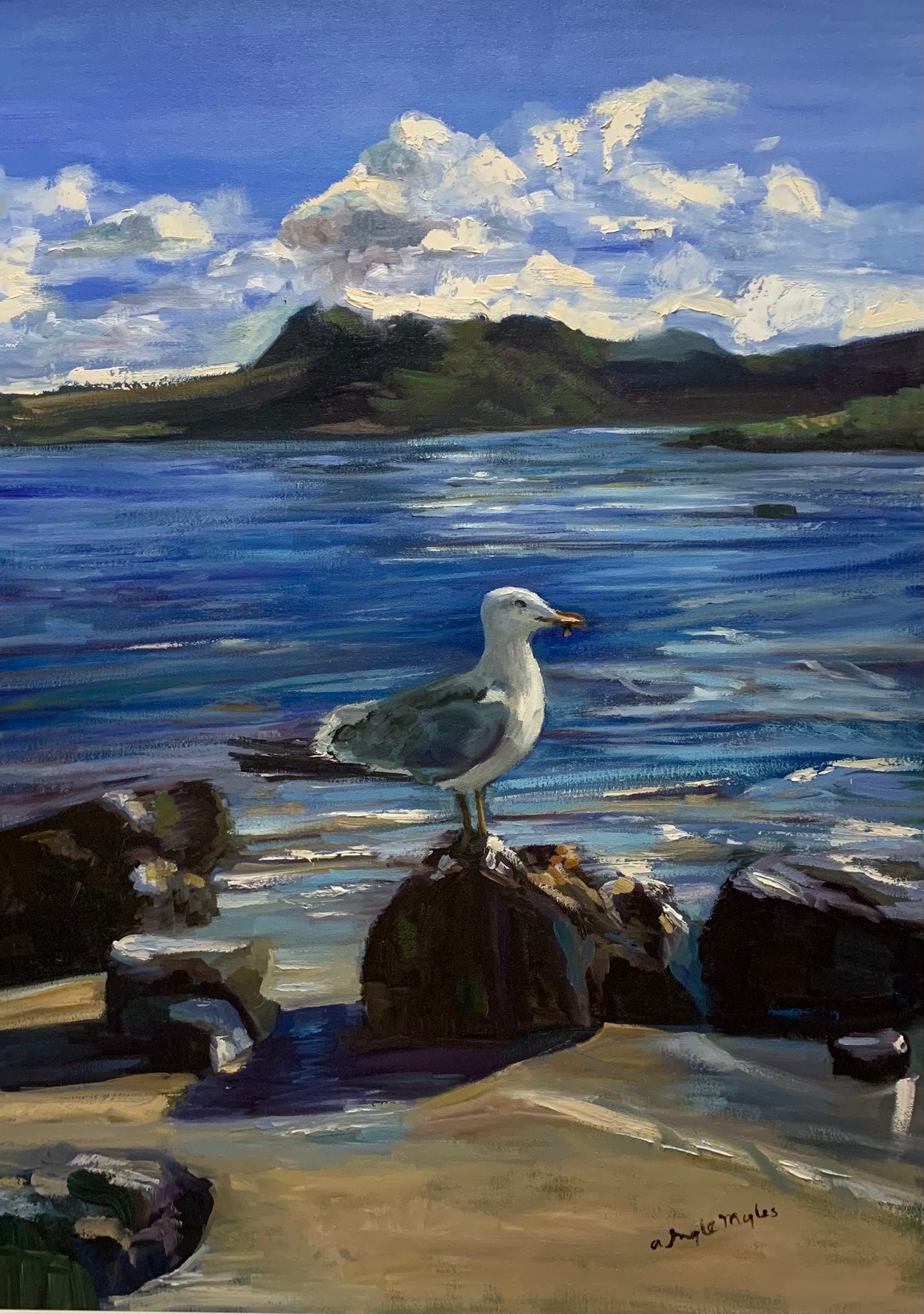 Cecil the Seagull, Renvyle, Connemara