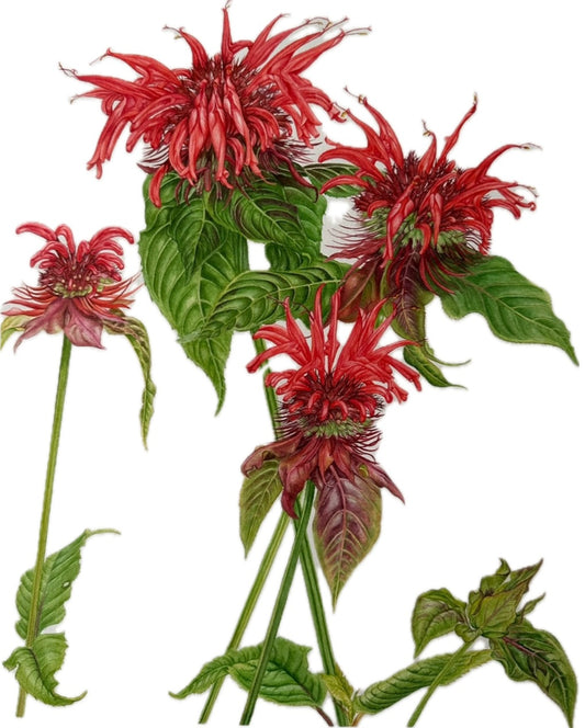 Monarda,Beebalm