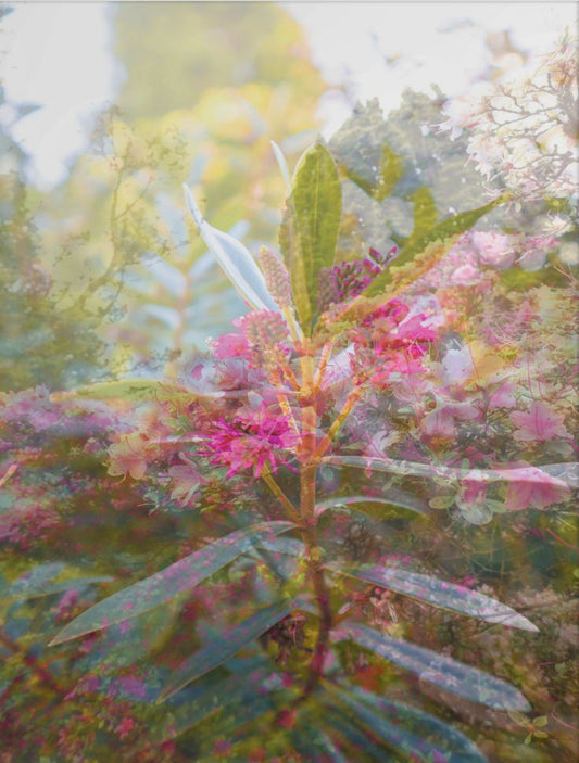 There is so much beauty