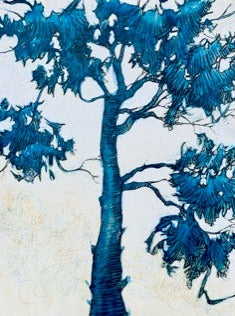Blue Scots Pine